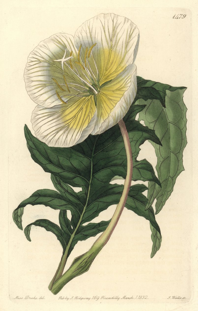 Lajike oenothere tai ruoho aasien tai helokkiin - Valkoinen pystysuora iltahelokki, Oenothera anisoloba. S. Wattsin käsinvärinen kuparikaiverrus Sarah Draken kuvituksen jälkeen Sydenham Edwardsin kasvitieteellisestä rekisteristä, Ridgeway, L. tekijältä Sydenham Teast Edwards