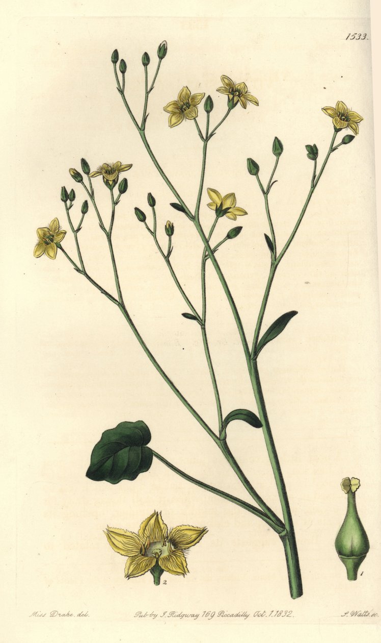 Australiassa endeeminen villarsia - Ornduffia reniformis (munuaislehtinen villarsia, Villarsia reniformis). S. Wattsin käsinvärinen kuparikaiverrus Miss Sarah Draken kuvituksen jälkeen Sydenham Edwardsin kasvitieteellisestä rekisteristä, Ridgeway, tekijältä Sydenham Teast Edwards