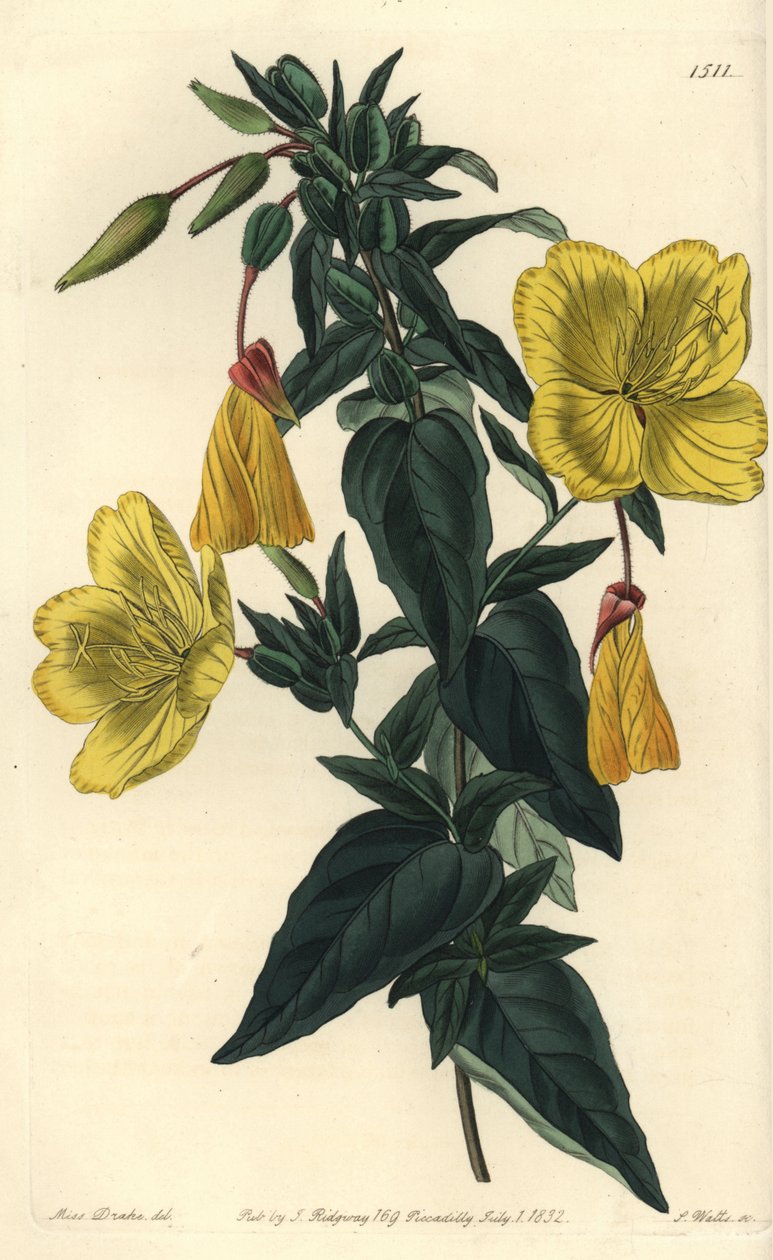 Lajike helokkiä tai ruohoa aasien kanssa - Helokki, Oenothera fruticosa subsp. glauca (Glaucous oenothera, Oenothera glauca). S. Wattsin käsinvärinen kuparikaiverrus Sydenham Edwardsin neiti Sarah Draken kuvituksen jälkeen tekijältä Sydenham Teast Edwards