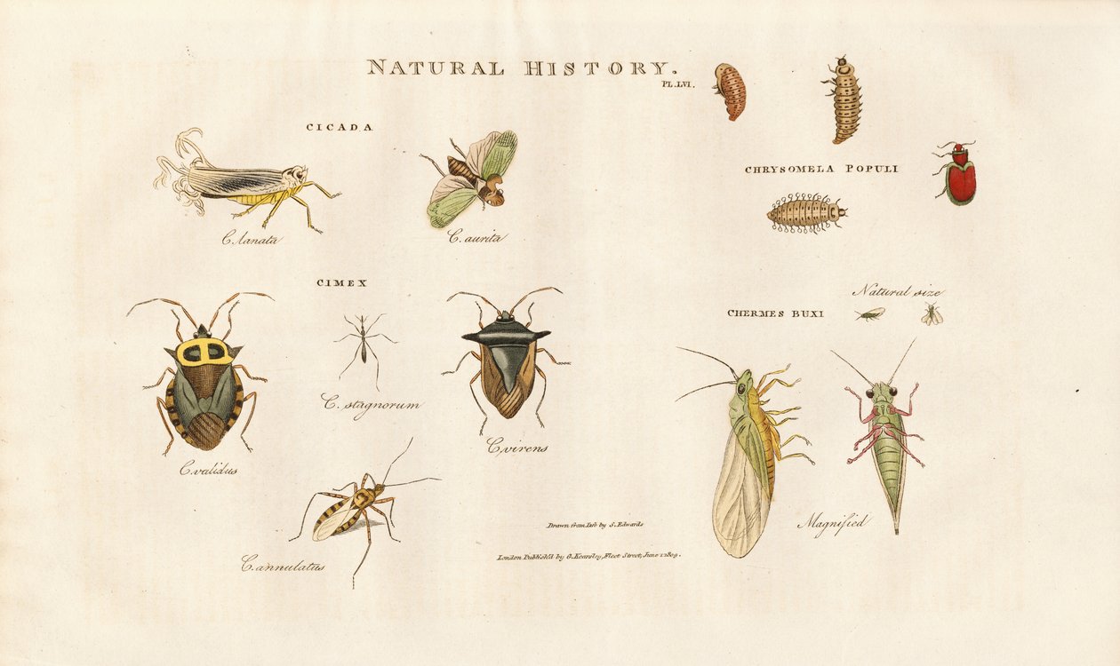 Erilaisia hyönteislajeja Cicada- ja bugiperheistä tekijältä Sydenham Teast Edwards