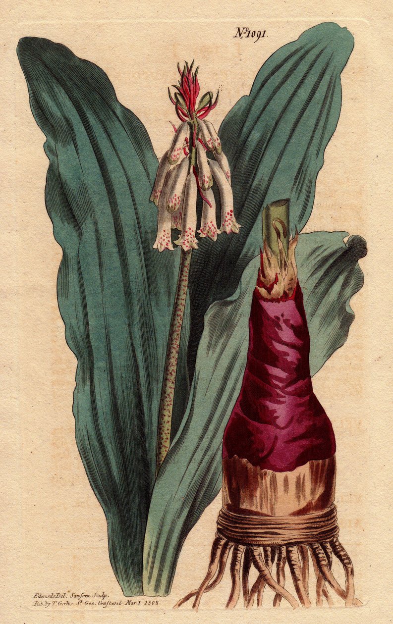 Veltheimialla on glaucus-lehteä, kaunis lilja (lilja) Good Esperancen niemeltä (Etelä-Afrikka). Glaucous leaf veltheimia, kaunis lilja Hyväntoivon niemeltä. Veltheimia glauca. Käsinvärinen kuparikaiverrus kasvitieteellisestä kuvasta tekijältä Sydenham Teast Edwards