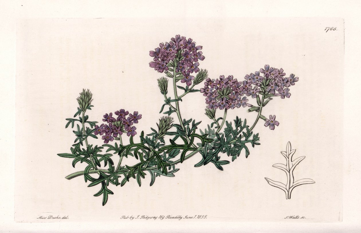 Verbena multifide - Kaiverrus S. Watts, Sarah Anne Draken (1803-1857) kuvituksesta, Englannin Sydenham Edwardsin (1768-1819) kasvitieteellisestä rekisteristä tekijältä Sydenham Teast Edwards