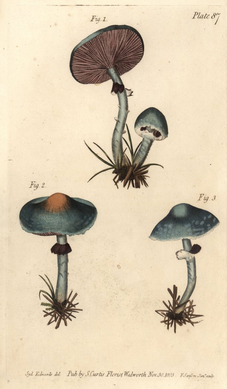 Verdigris sieni tai verdigris helttasieni, Stropharia aeruginosa, sienet, Cryptogamia. F. Sansomin käsinvärinen kuparikaiverrus Sydenham Edwardsin kasvitieteellisestä piirroksesta William Curtisin kasvitieteen luentoihin, sellaisena kuin se on toimitettu k tekijältä Sydenham Teast Edwards