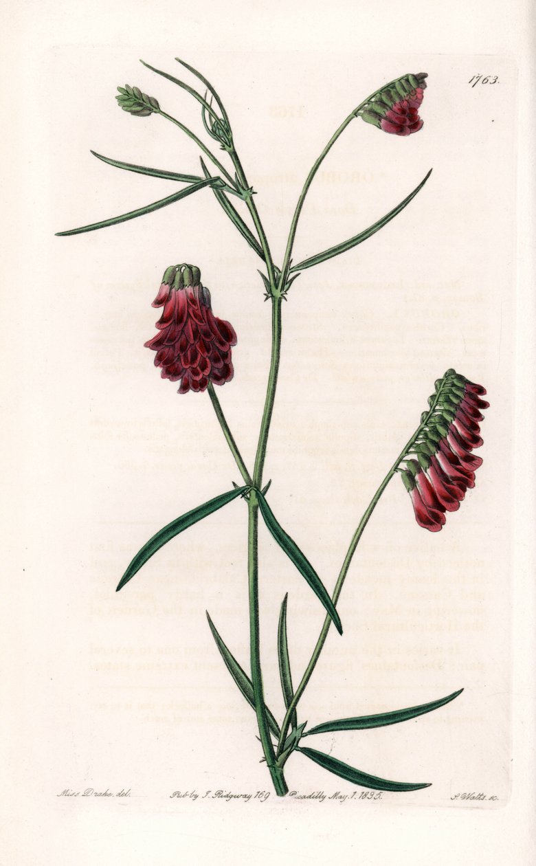 Vesces Variete - S.Wattsin kaivertama levy Sarah Anne Draken (1803-1857) kuvituksesta, Englannin Sydenham Edwardsin (1768-1819) kasvitieteellisestä rekisteristä tekijältä Sydenham Teast Edwards