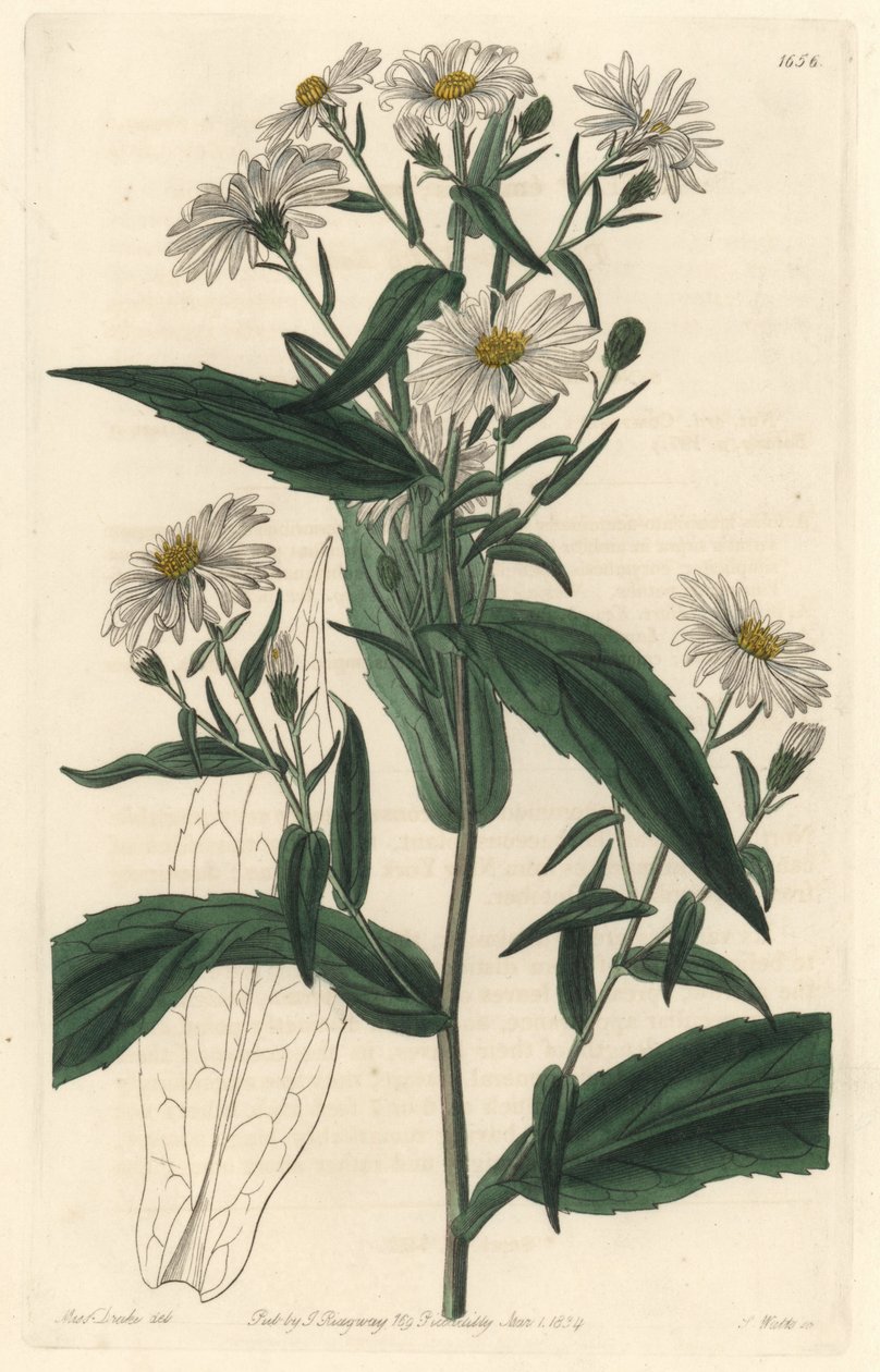 Virgine Aster tai Harvester - S. Watts Strong Water Sarah Anne Draken (1803-1857) kuvituksesta kasvitieteellisestä rekisteristä tekijältä Sydenham Teast Edwards