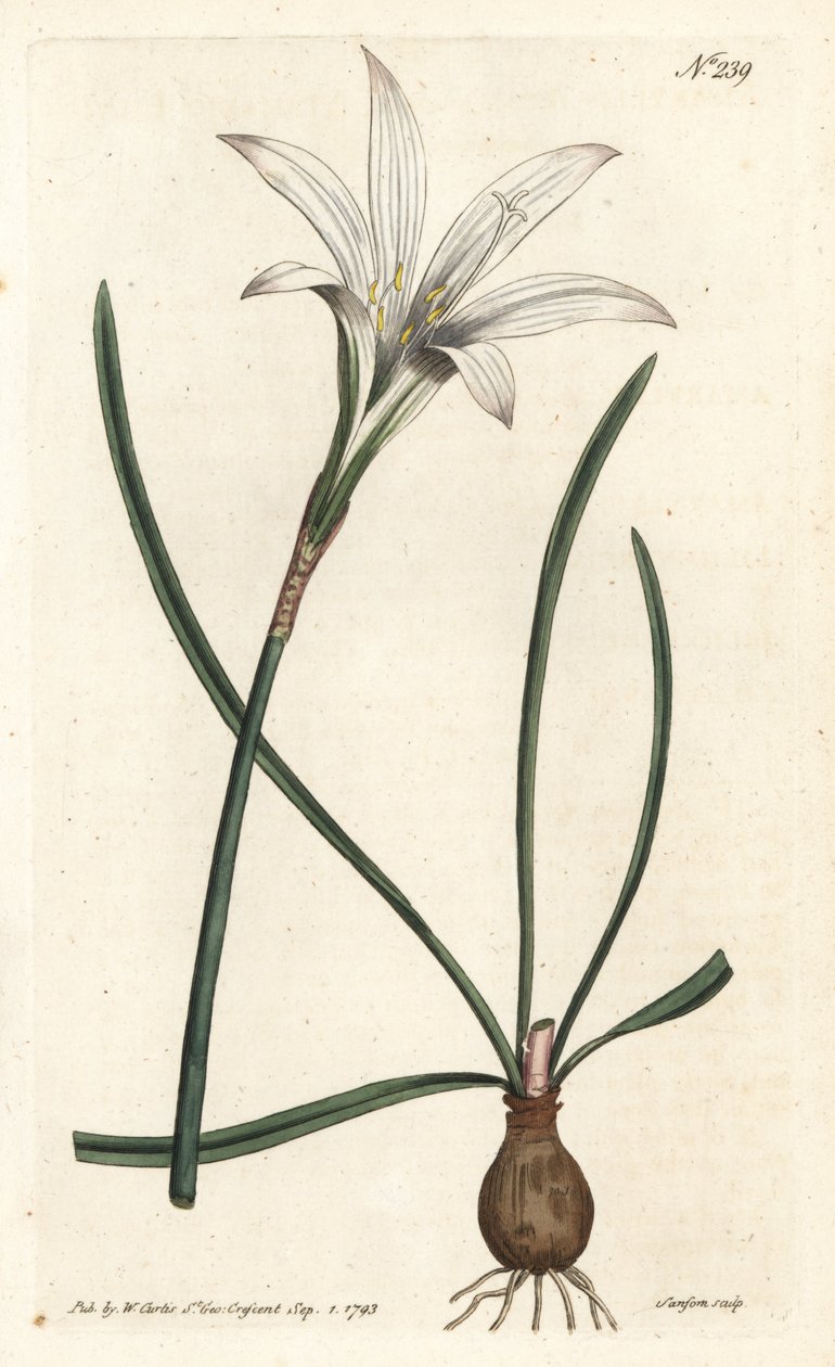 Virginia Amaryllis - Atamasco-lilja, Zephyranthes atamasco (Amaryllis atamasco) - Sansomin käsinvärinen kuparikaiverrus Sydenham Edwardsin kuvituksen jälkeen William Curtisin kasvitieteellisessä lehdessä, Lontoossa tekijältä Sydenham Teast Edwards