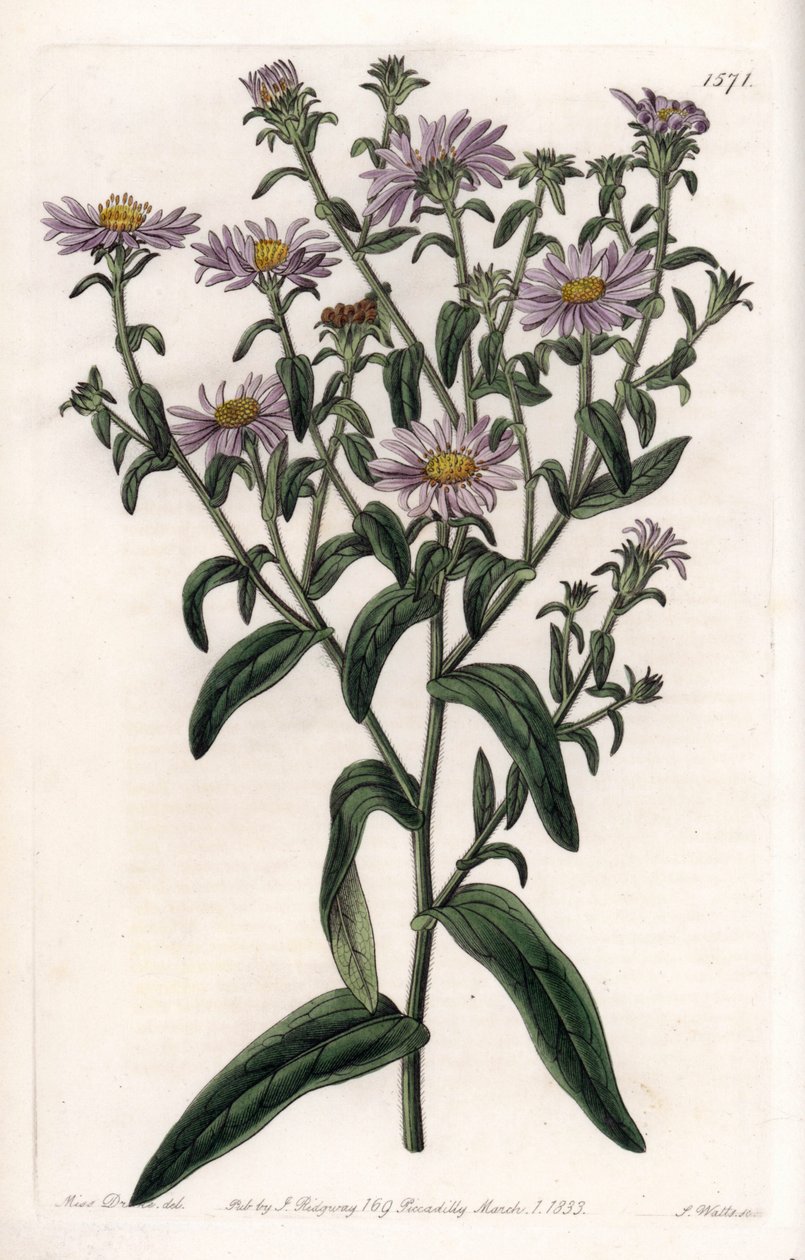 Virginia Aster tai Harvester - S.Wattsin kaivertama levy, Sarah Anne Draken (1803-1857) kuvituksesta, Englannin Sydenham Edwardsin (1768-1819) kasvitieteellisestä rekisteristä tekijältä Sydenham Teast Edwards