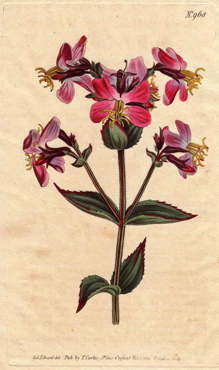 Virginia rhexia, violetit ja vaaleanpunaiset kukat Virginian rhexia, värikkäillä vaaleanpunaisilla ja purppuranpunaisilla kukilla. Rhexia virginica. Käsinvärinen kuparikaiverrus Sydenham Edwardsin kasvitieteellisestä kuvituksesta William Curtisin "" Botani tekijältä Sydenham Teast Edwards