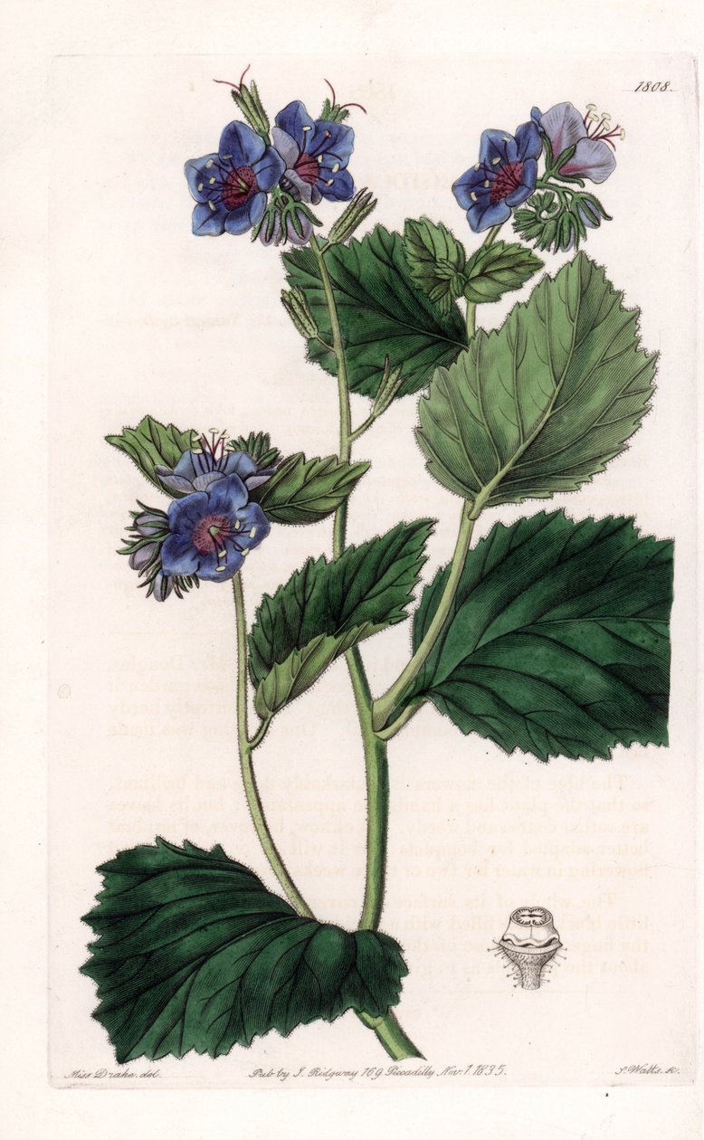 Viskoosi Phacelia - S.Wattsin kaivertama levy Sarah Anne Draken (1803-1857) kuvituksesta, Englannin Sydenham Edwardsin (1768-1819) kasvitieteellisestä rekisteristä tekijältä Sydenham Teast Edwards