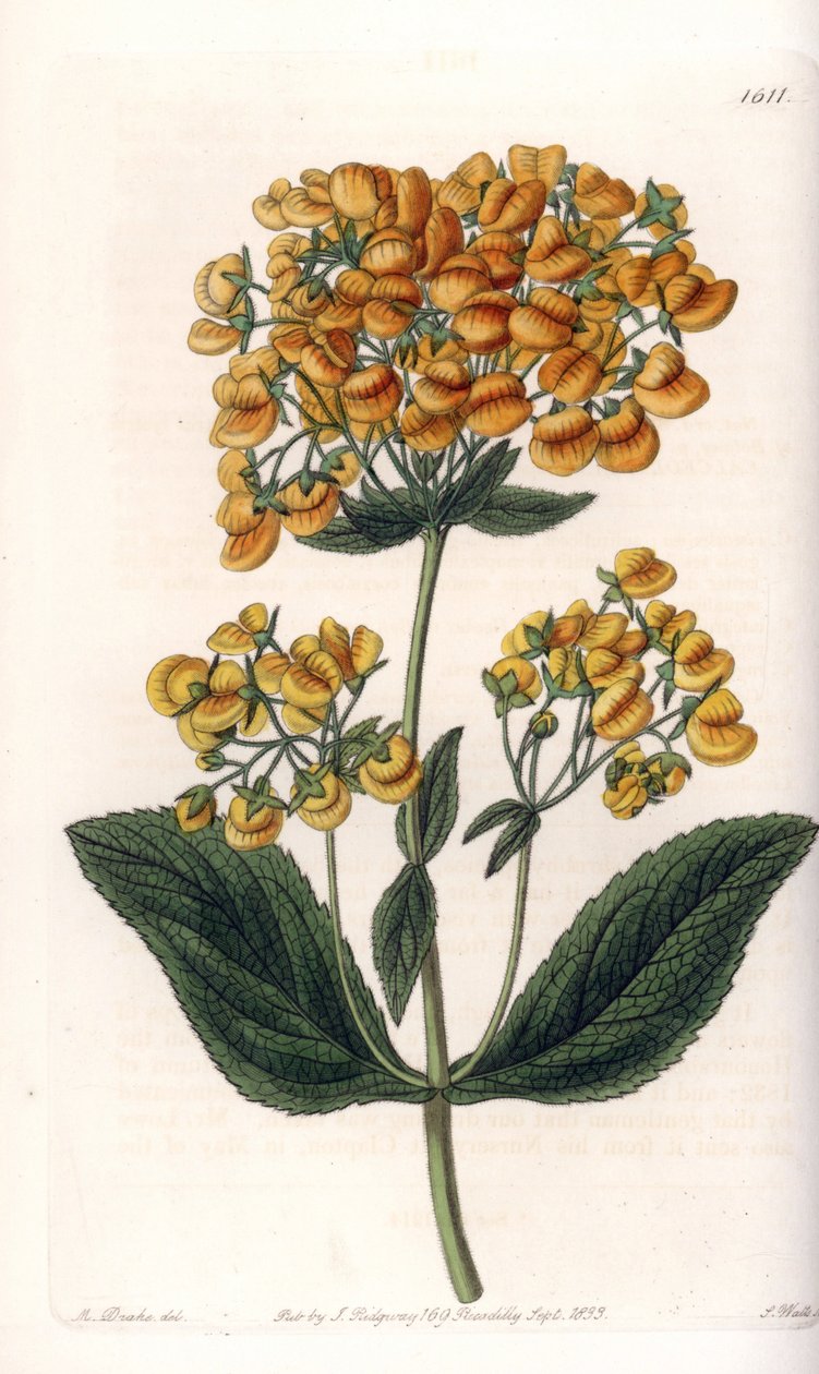 Viskoosi calceolar (tai pieni tohveli) - S.Wattsin kaiverrettu taulu Sarah Anne Draken (1803-1857) kuvituksesta, Englannin Sydenham Edwardsin (1768-1819) kasvitieteellisestä rekisteristä tekijältä Sydenham Teast Edwards
