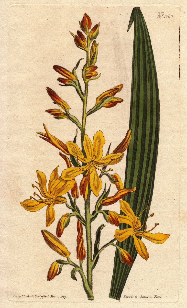 Wachendorfialla (punainen juuri) on suuri keltainen ja oranssi kukka kärjessä. Korkea kukkiva wachendorfia keltaisilla ja oransseilla piikkikukilla. Etelä-Afrikan kotoisin. Wachendorfia thyrsiflora. Käsinvärinen kuparikaiverrus Sydin kasvitieteellisestä ku tekijältä Sydenham Teast Edwards