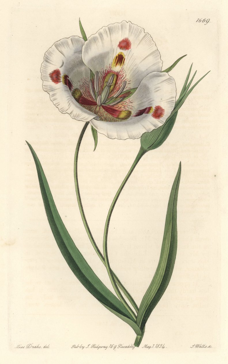 Valkokukkainen kalohortti (mariposa), kotoisin Kaliforniasta - Täplikäs calochortus tai perhonen mariposa lilja, Calochortus venustus, kotoisin Kaliforniasta - S. Wattsin käsinvärinen kuparikaiverrus Miss Draken kuvituksen jälkeen, Sydenham Edwasta tekijältä Sydenham Teast Edwards