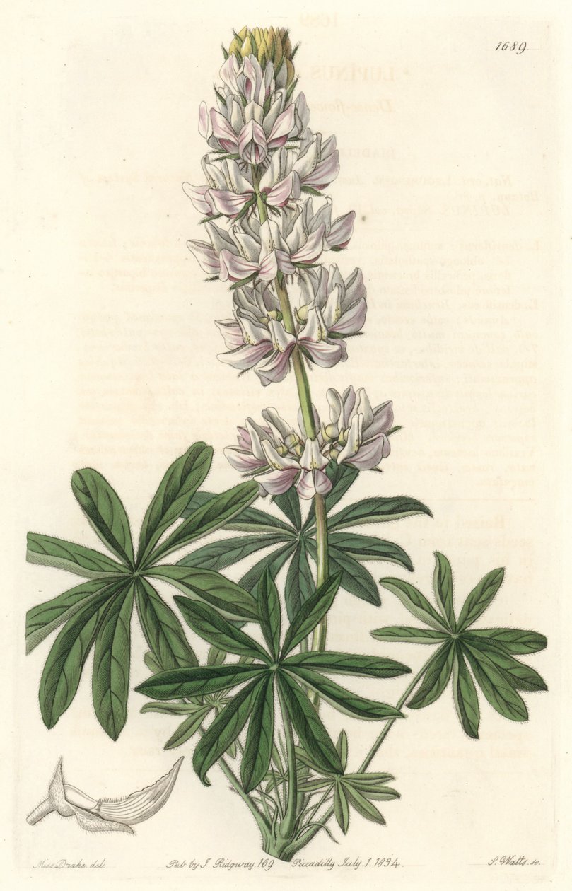 Valkokukkainen lupiini (Lupinus microcarpus), kotoisin Kaliforniasta - S. Watts vahvaa vettä Sarah Anne Draken (1803-1857) kuvituksesta kasvitieteellisestä rekisteristä tekijältä Sydenham Teast Edwards