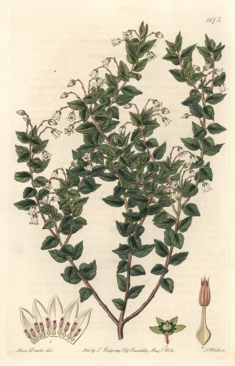 Valkokukkainen mucronee tai pernettya gaultherie - S. Watts vahvaa vettä Sarah Anne Draken (1803-1857) kuvituksesta kasvitieteellisestä rekisteristä tekijältä Sydenham Teast Edwards
