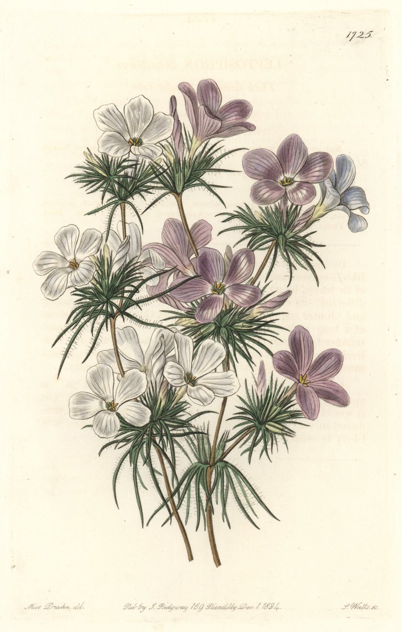 Valkoinen ja violetti leptosifoni - S. Wattsin vahva vesi Sarah Anne Draken (1803-1857) kuvituksesta kasvitieteellisestä rekisteristä tekijältä Sydenham Teast Edwards