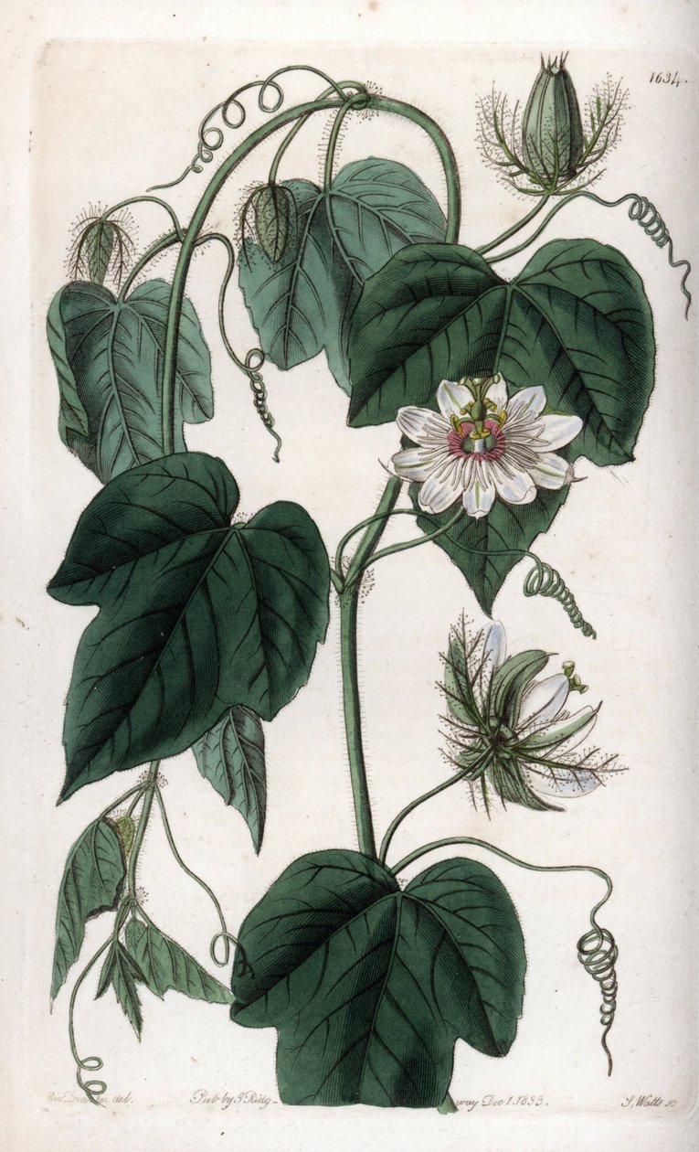 Valkoinen passionflower - S.Wattsin kaiverrettu taulu Sarah Anne Draken (1803-1857) kuvituksesta, Englannin Sydenham Edwardsin (1768-1819) kasvitieteellisestä rekisteristä tekijältä Sydenham Teast Edwards