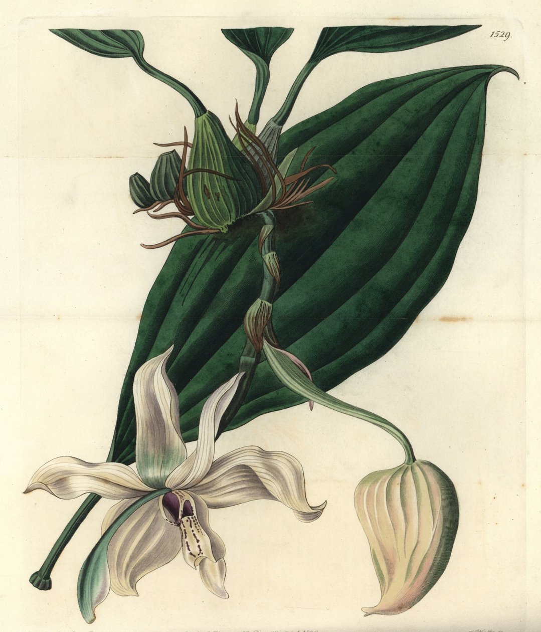 Valkoinen orkidealajike - Stanhopea grandiflora orkidea (norsunluuhuulinen stanhopea, Stanhopea eburnea). S. Wattsin kuparikaiverrus Miss Jane Edwardsin kuvituksen jälkeen Sydenham Edwardsin kasvitieteellisestä rekisteristä, Ridgeway, Lontoo tekijältä Sydenham Teast Edwards