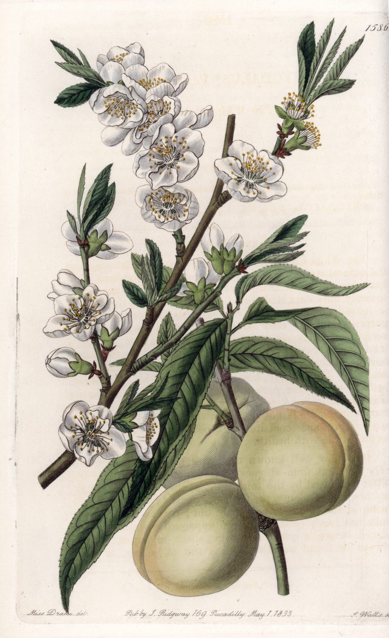 Valkoinen pecher - S.Wattsin kaivertama levy Sarah Anne Draken (1803-1857) kuvituksesta, Englannin Sydenham Edwardsin (1768-1819) kasvitieteellisestä rekisteristä tekijältä Sydenham Teast Edwards