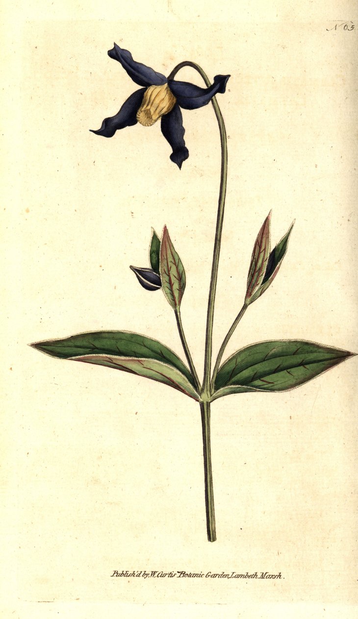 Kokolehtinen klematiitti - kokolehtinen klematis tai neitsytluu, Clematis integrifolia. Käsinvärinen kuparikaiverrus William Curtisin The Botanical Magazine -lehden kasvitieteellisen kuvituksen jälkeen, Lambeth Marsh, Lontoo tekijältä Sydenham Teast Edwards
