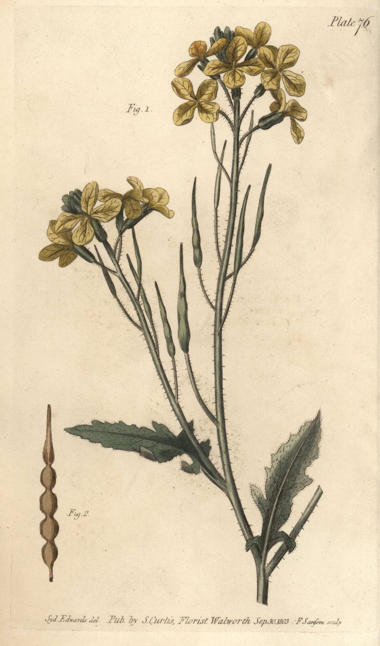 Villi retiisi, Raphanus raphanistrum, Siliquosa. F. Sansomin käsinvärinen kuparikaiverrus Sydenham Edwardsin kasvitieteellisestä kuvituksesta William Curtisin kasvitieteen luentoihin, sellaisena kuin se on toimitettu Lambethin kasvitieteellisessä puutarhas tekijältä Sydenham Teast Edwards