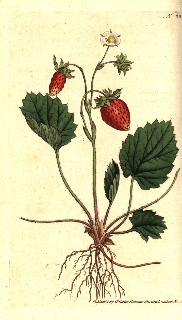 Villimansikka, Fragaria vesca (Versaillesin yksilehtinen mansikka tai mansikka, Fragaria monophylla). Käsinvärinen kuparikaiverrus William Curtisin The Botanical Magazine -lehden kasvitieteellisen kuvituksen jälkeen, Lambeth Marsh, Lontoo tekijältä Sydenham Teast Edwards