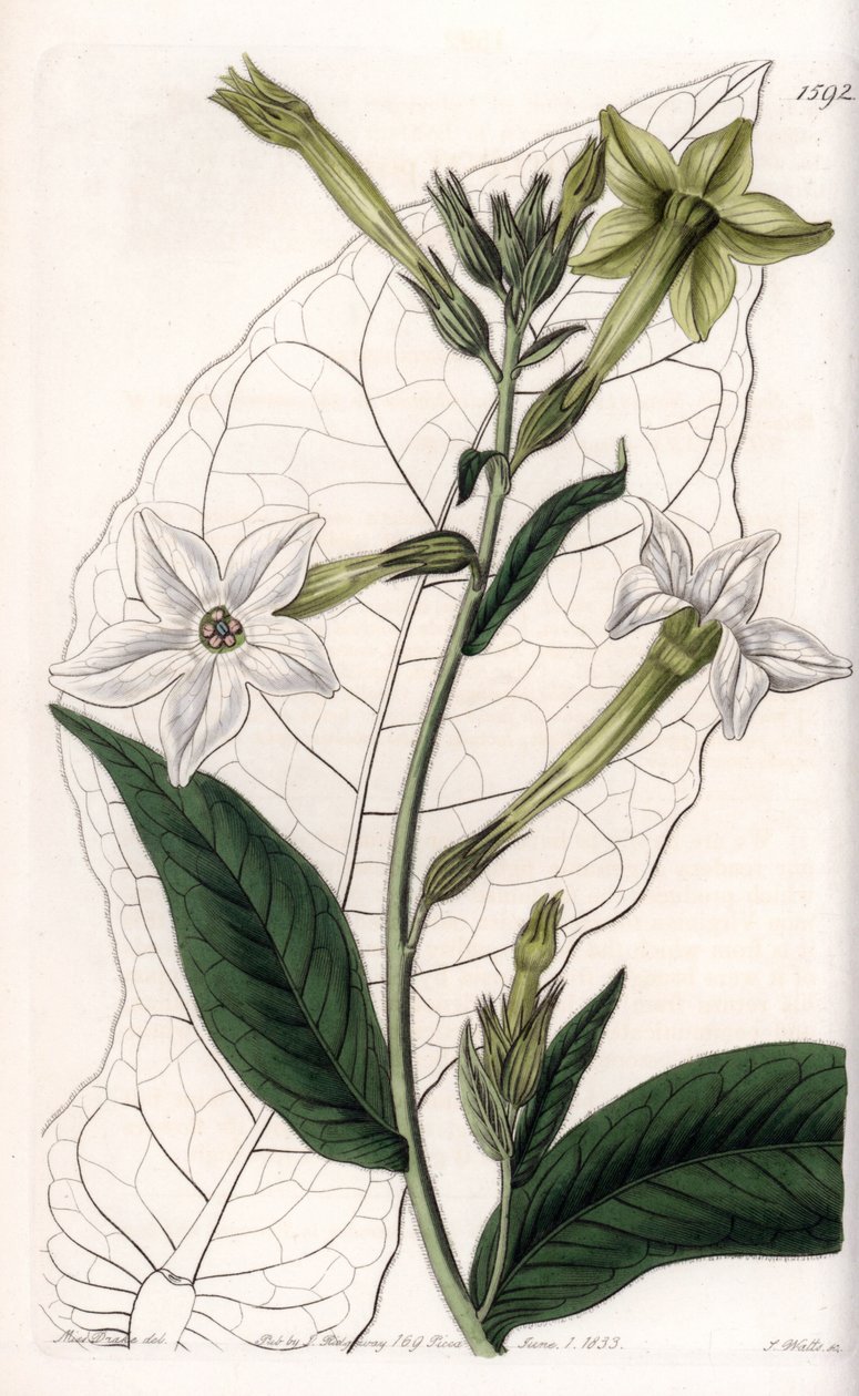 Siipitupakka tai koristetupakka – S.Wattsin kaivertama levy Sarah Anne Draken (1803–1857) kuvituksesta, Englannin Sydenham Edwardsin (1768–1819) kasvitieteellisestä rekisteristä tekijältä Sydenham Teast Edwards