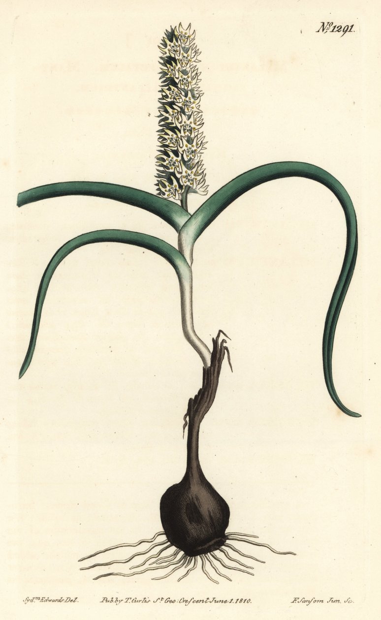 Wurmbea monopetala (Monikukkainen melanthium, Melanthium monopetalum). F. Sansom Jr.:n käsinvärinen kuparikaiverrus Sydenham Edwardsin kuvituksen jälkeen William Curtisin kasvitieteellisestä lehdestä, T. Curtis, Lontoo tekijältä Sydenham Teast Edwards