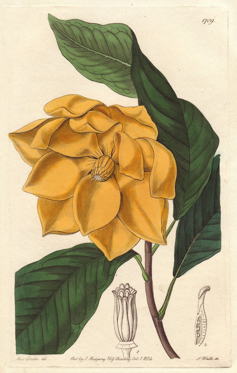 Keltakukkainen magnolia, kotoisin Javalta (Indonesia) - S. Wattsin vahva vesi Sarah Anne Draken (1803-1857) kuvituksesta kasvitieteellisestä rekisteristä tekijältä Sydenham Teast Edwards