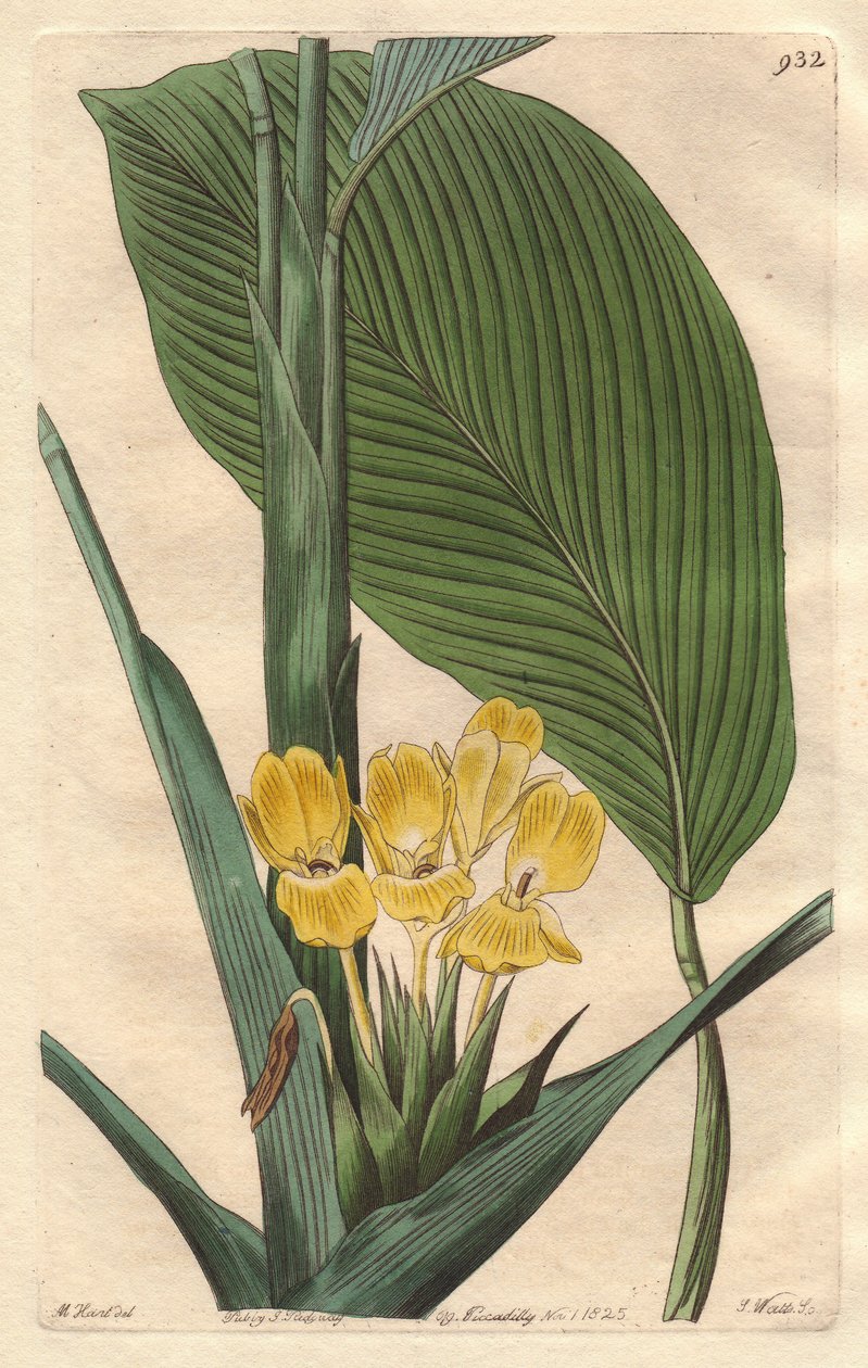 Kelta-kukkainen calathea, kotoisin Brasiliasta - S. Watts vahva vesi M. Martin kuvituksesta, kasvitieteellisestä rekisteristä. tekijältä Sydenham Teast Edwards