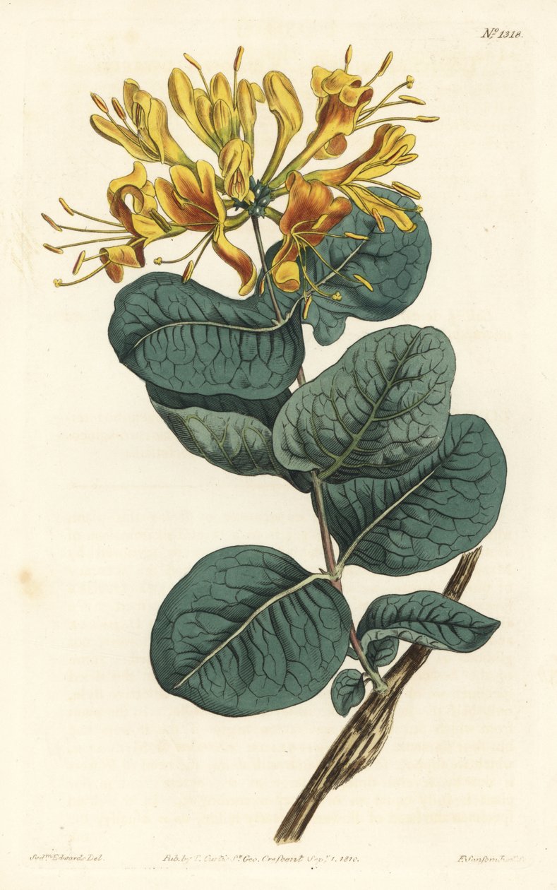 Keltakukkainen puupiippu, Lonicera flava. F. Sansom Jr.:n käsinvärinen kuparikaiverrus Sydenham Edwardsin kuvituksen jälkeen William Curtisin kasvitieteellisestä lehdestä, T. Curtis, Lontoo tekijältä Sydenham Teast Edwards