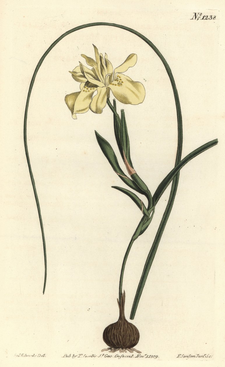 Keltainen eskulenttijuurinen moraea, Moraea fugax (Moraea edulis). F. Sansom Jr.:n käsinvärinen kuparikaiverrus Sydenham Edwardsin kuvituksen jälkeen William Curtisin kasvitieteellisestä lehdestä, T. Curtis, Lontoo tekijältä Sydenham Teast Edwards
