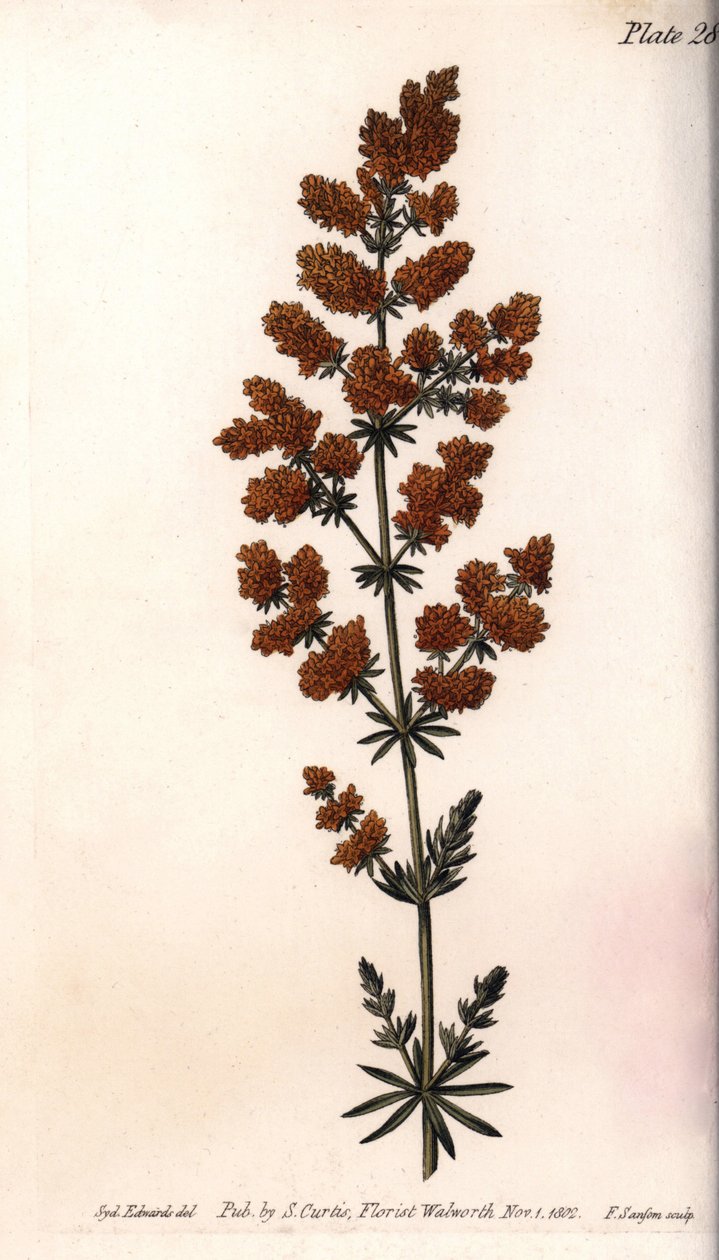 Keltainen viiriäinen tai keltainen maitoviiriäinen. Värillinen kuparikaiverrus, Sydenham Edwardsin (1768-1819) kuvitus Lambethin kasvitieteellisen puutarhan kasvitieteellinen puutarha (Englanti) tekijältä Sydenham Teast Edwards