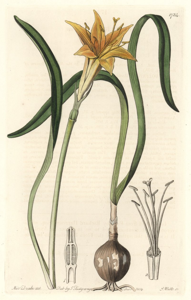 Keltainen pyrolirioni (Amaryllis arvensis), kotoisin Perusta - S. Wattsin vahva vesi Sarah Anne Draken (1803-1857) kuvituksesta, otettu kasvitieteellisestä rekisteristä tekijältä Sydenham Teast Edwards