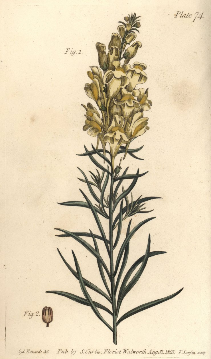 Keltainen rupipellava, Antirrhinum majus, Angiospermia. F. Sansomin käsin värjätty kuparikaiverrus Sydenham Edwardsin kasvitieteellisestä kuvituksesta William Curtisin Lambethin kasvitieteellisessä puutarhassa pitämiä kasvitieteen luentoja varten. tekijältä Sydenham Teast Edwards