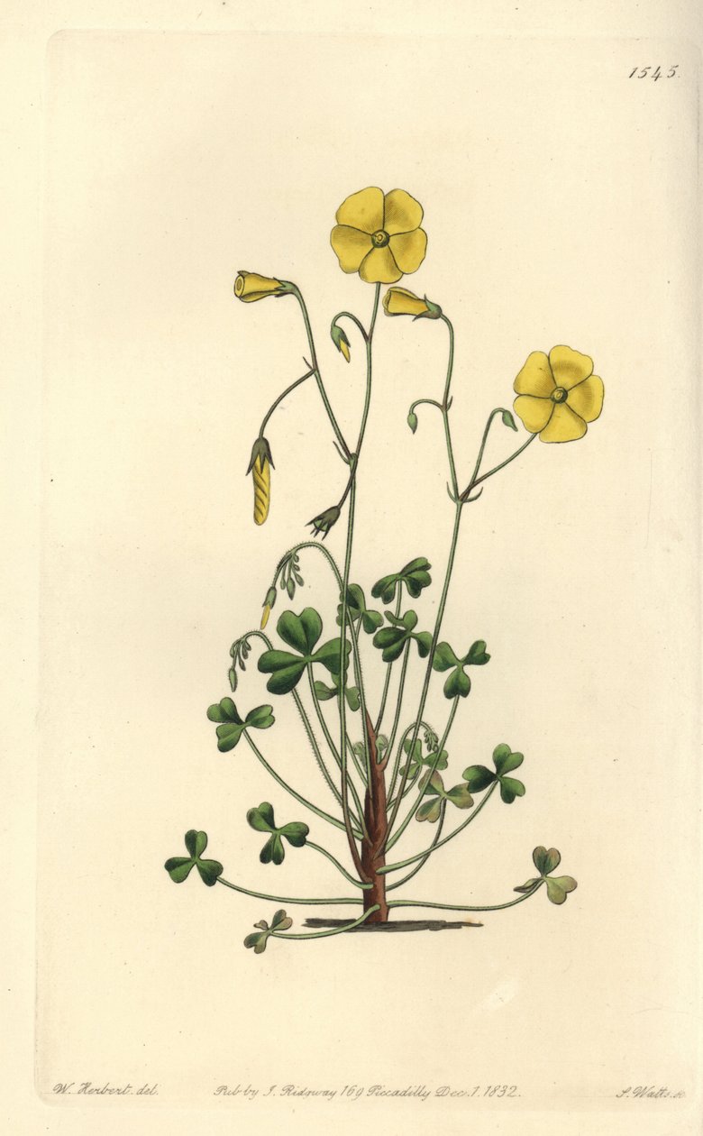 Keltainen metsäsorreli, Oxalis micrantha (Cumming