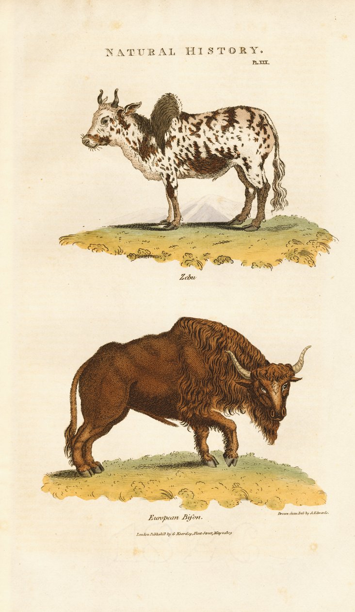Zebu ja Euroopan biisonit tekijältä Sydenham Teast Edwards