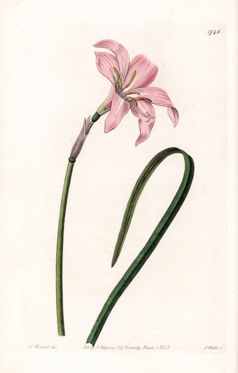Zephyranthes-hybridilajike – S.Wattsin kaivertama levy Sarah Anne Draken (1803-1857) kuvituksesta, Englannin Sydenham Edwardsin (1768-1819) kasvitieteellisestä rekisteristä tekijältä Sydenham Teast Edwards