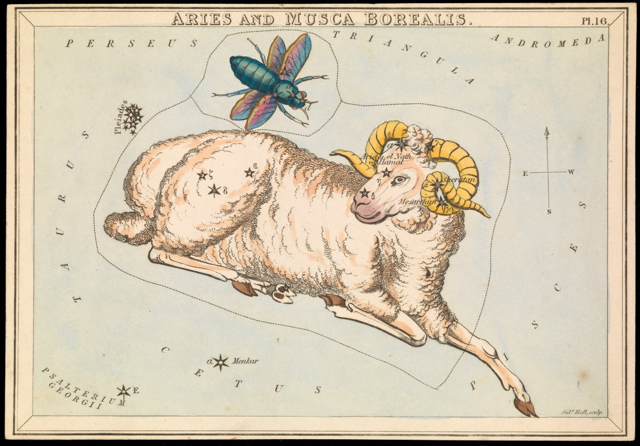 Oinas ja Musca borealis, n.1825 (kortti, paperi, kudos). tekijältä Sydney Hall