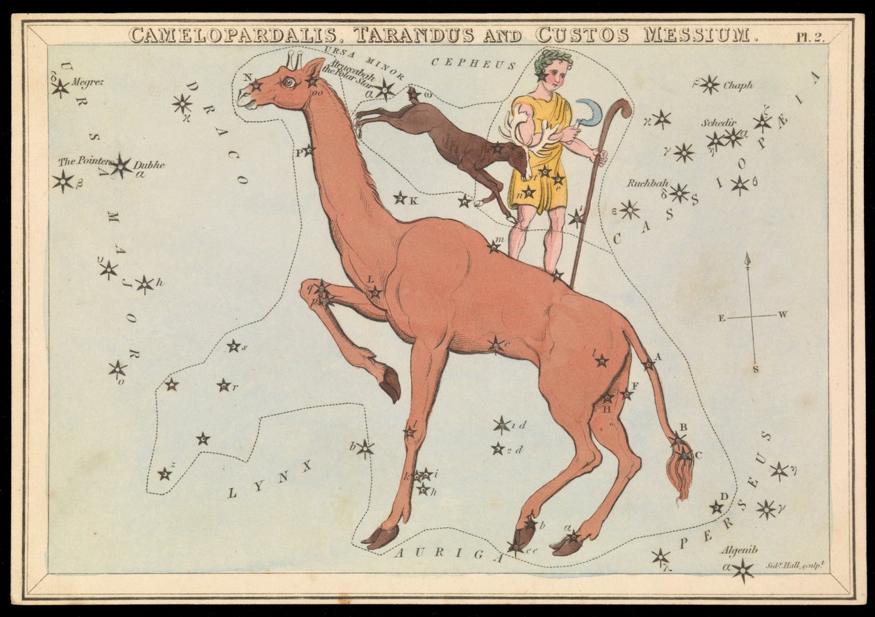 Camelopadalis, Tarandus ja Custos Messium, n.1825 (kortti, paperi, kudos). tekijältä Sydney Hall