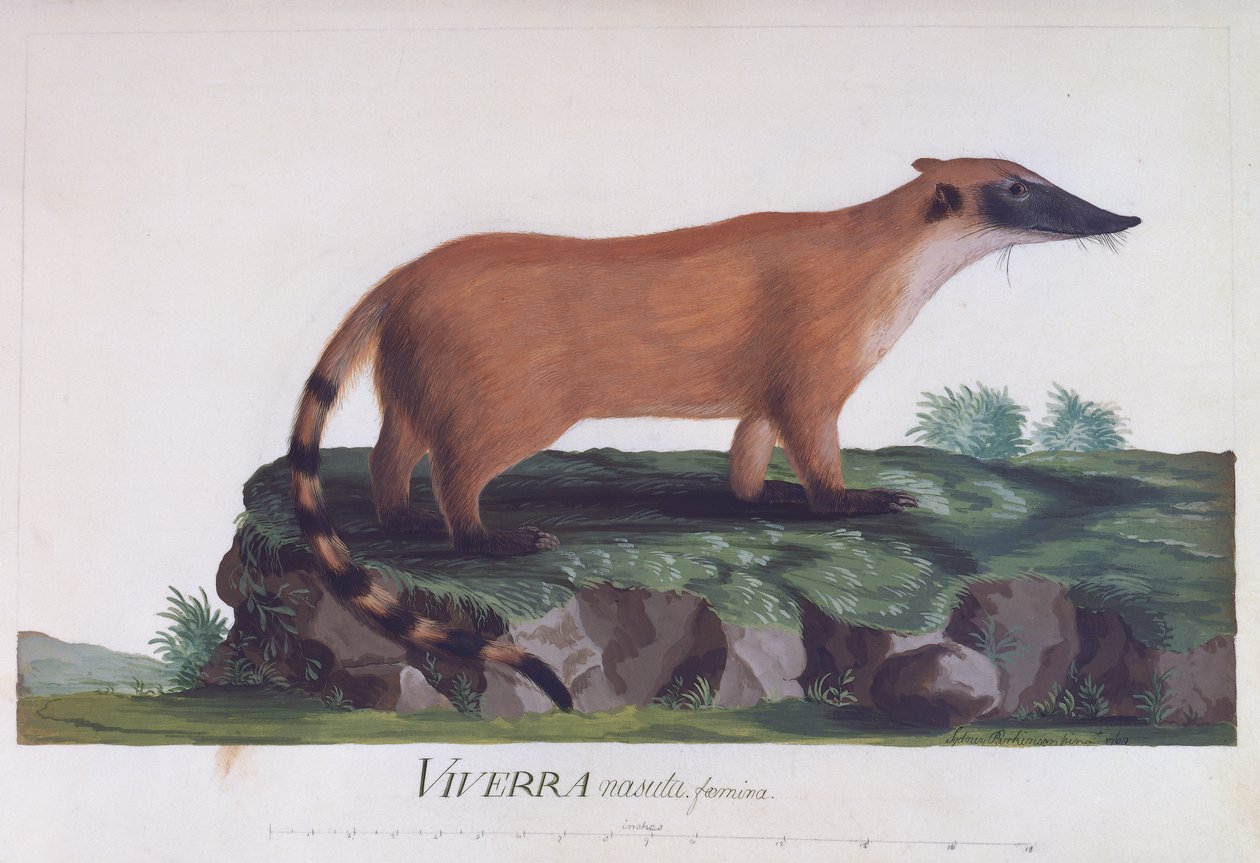 Naaras Viverra nasutasta, Sidney Parkinsonin (n. 1745-1771) värillinen kaiverrus tekijältä Sydney Parkinson
