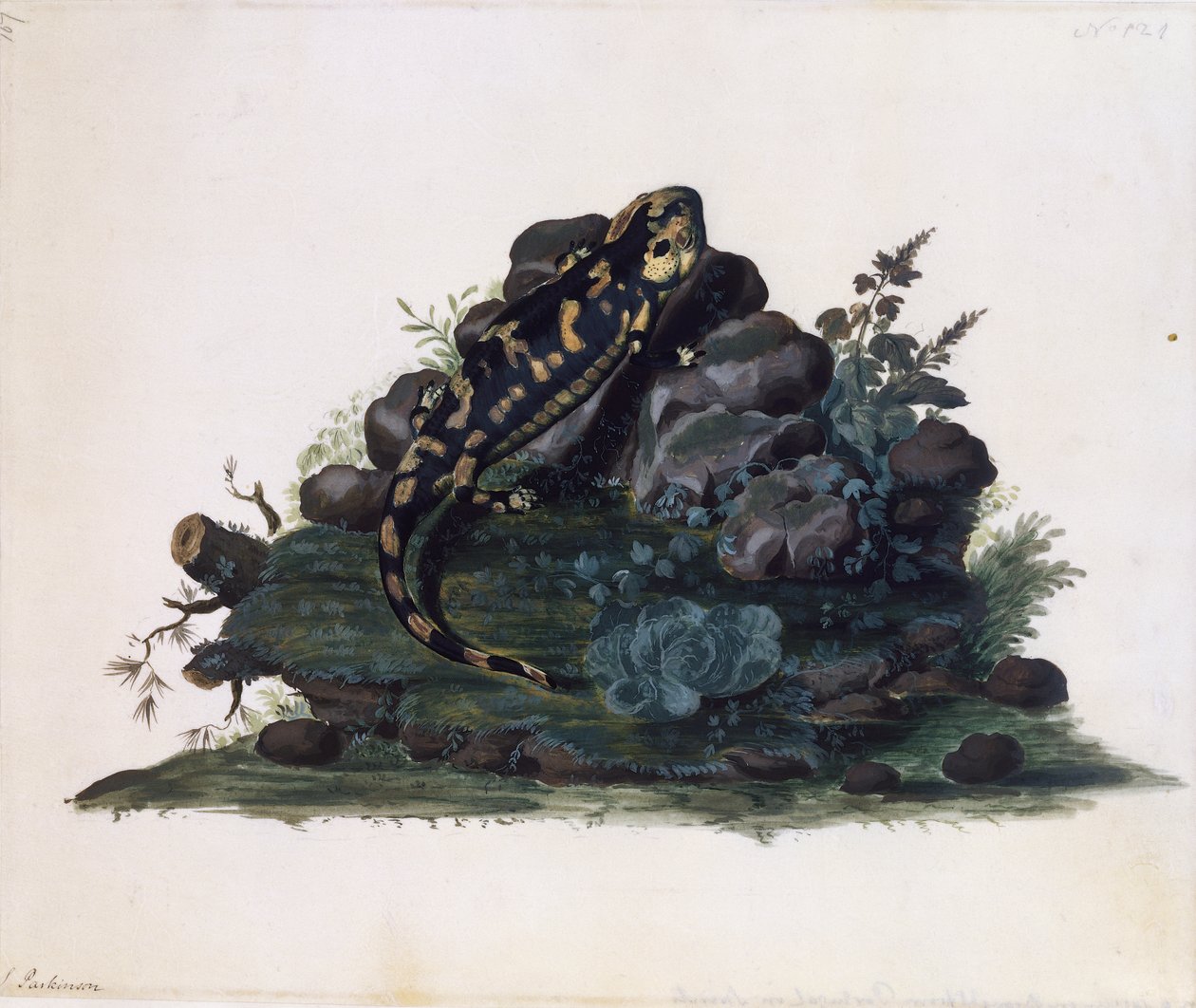 Salamander, akvarelli Sidney Parkinson (n. 1745-1771), Iso-Britannia tekijältä Sydney Parkinson