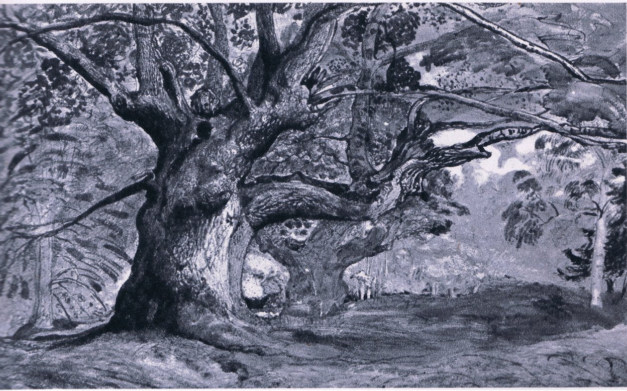 The Panshanger Oak, Hertfordshire, Nature in Britain, julkaisija Collins, 1946 tekijältä T. Medland