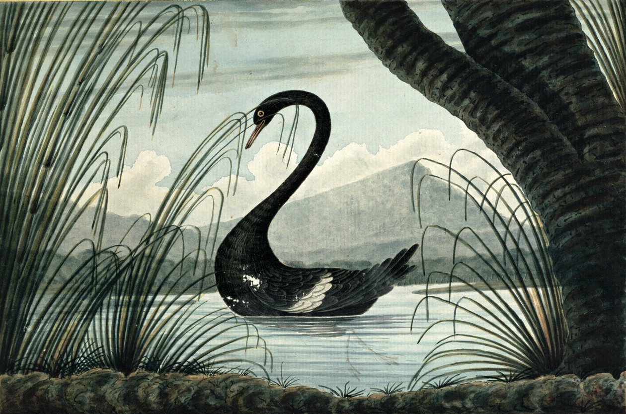 Musta joutsen, 1813 tekijältä T.R. Browne