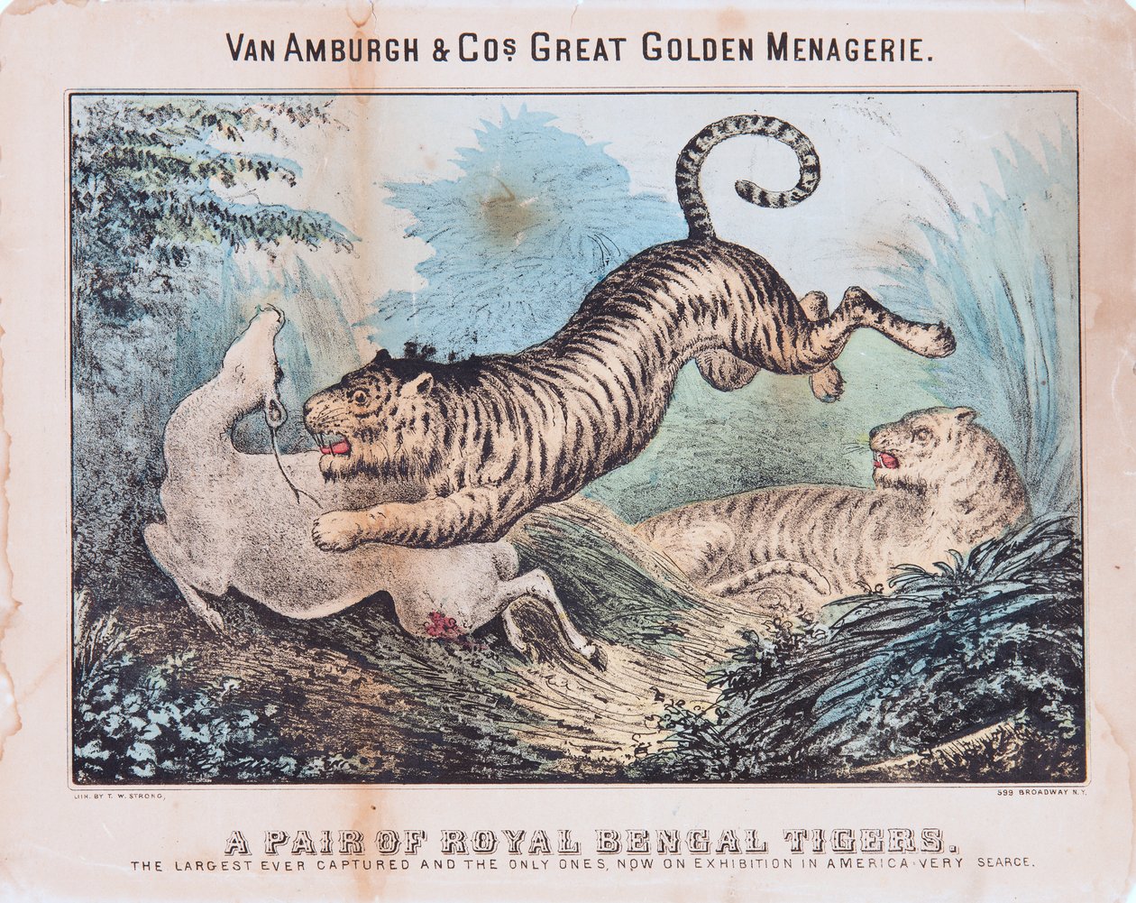 Pari Royal Bengal Tigers (wc paperilla) tekijältä T. W. Strong
