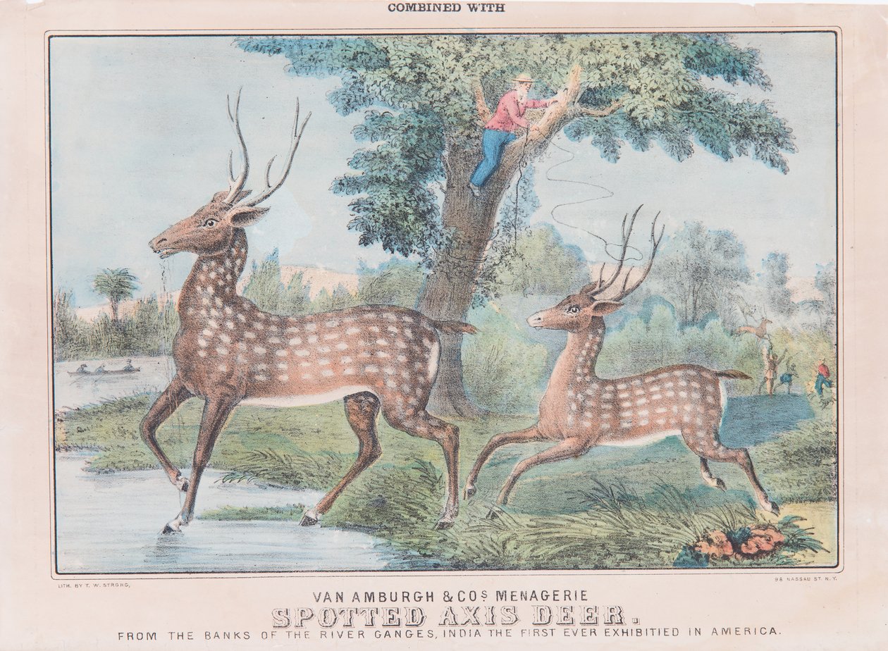 Spotted Axis Deer (wc paperilla) tekijältä T. W. Strong