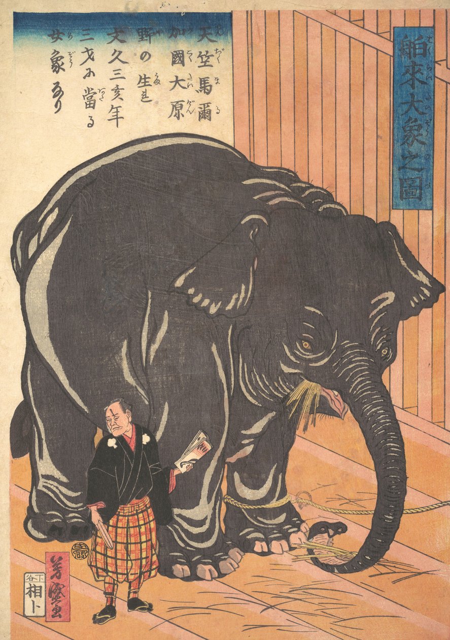 Näkymä suuresta tuontielefantista, 1863 Bunkyo 3, 4. kuukausi. tekijältä Taguchi Yoshimori