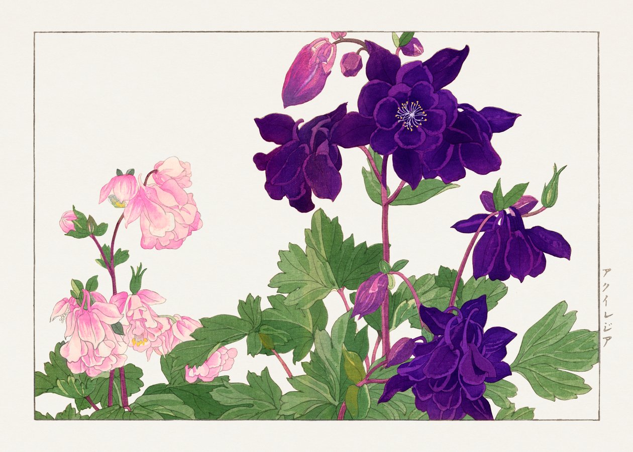 Aquilegia kukka elokuvasta "Seiyou Sokazufu" tekijältä Tanigami Konan