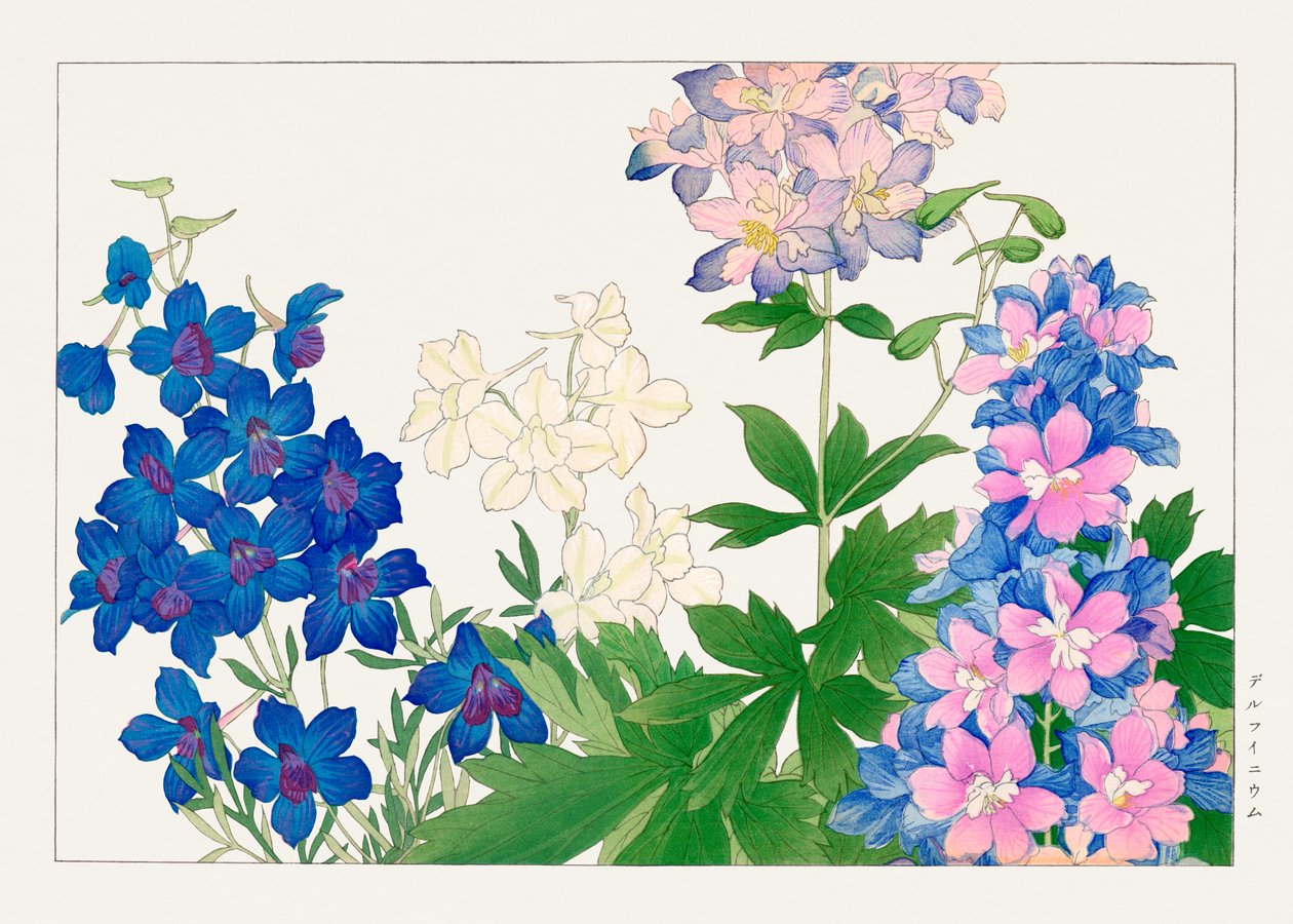 Delphinium kukka "Seiyou Sokazufusta" tekijältä Tanigami Konan