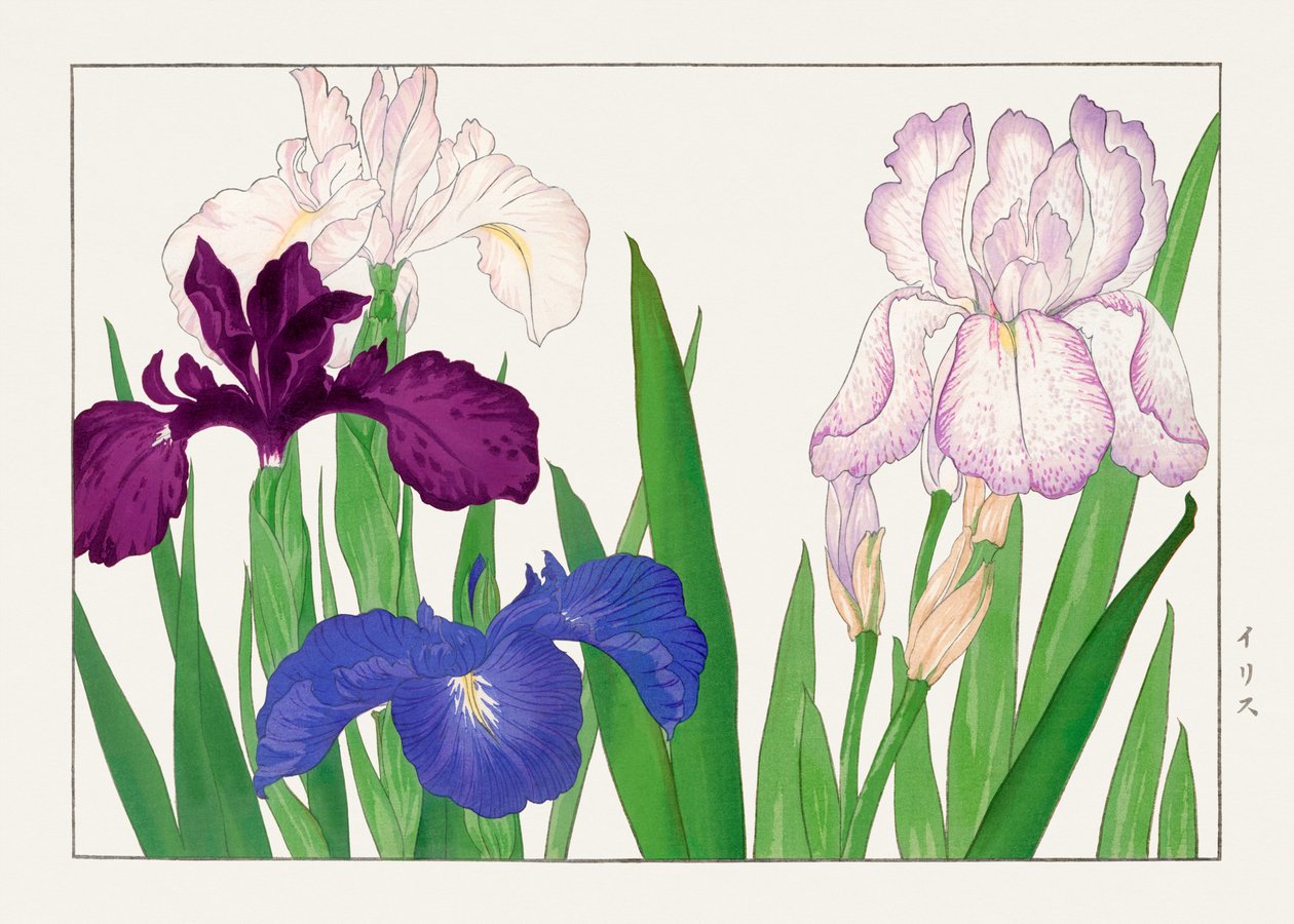 Iris Flower alkaen "Seiyou Sokazufu" tekijältä Tanigami Konan