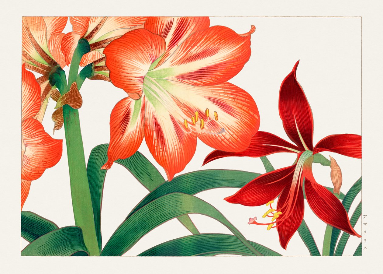 Vintage amaryllis kukka "Seiyou Sokazufusta" tekijältä Tanigami Konan